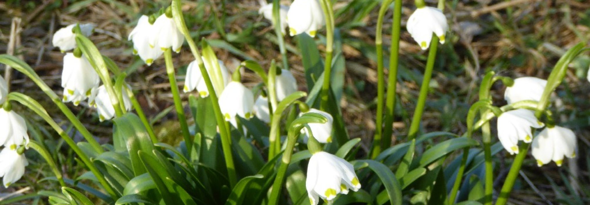 Schwäbischer Albverein | Ortsgruppe Leutkirch